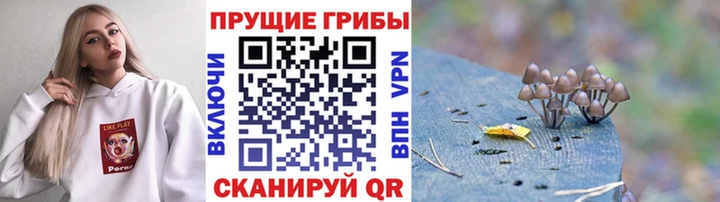 Галлюциногенные грибы MAGIC MUSHROOMS  Тотьма 